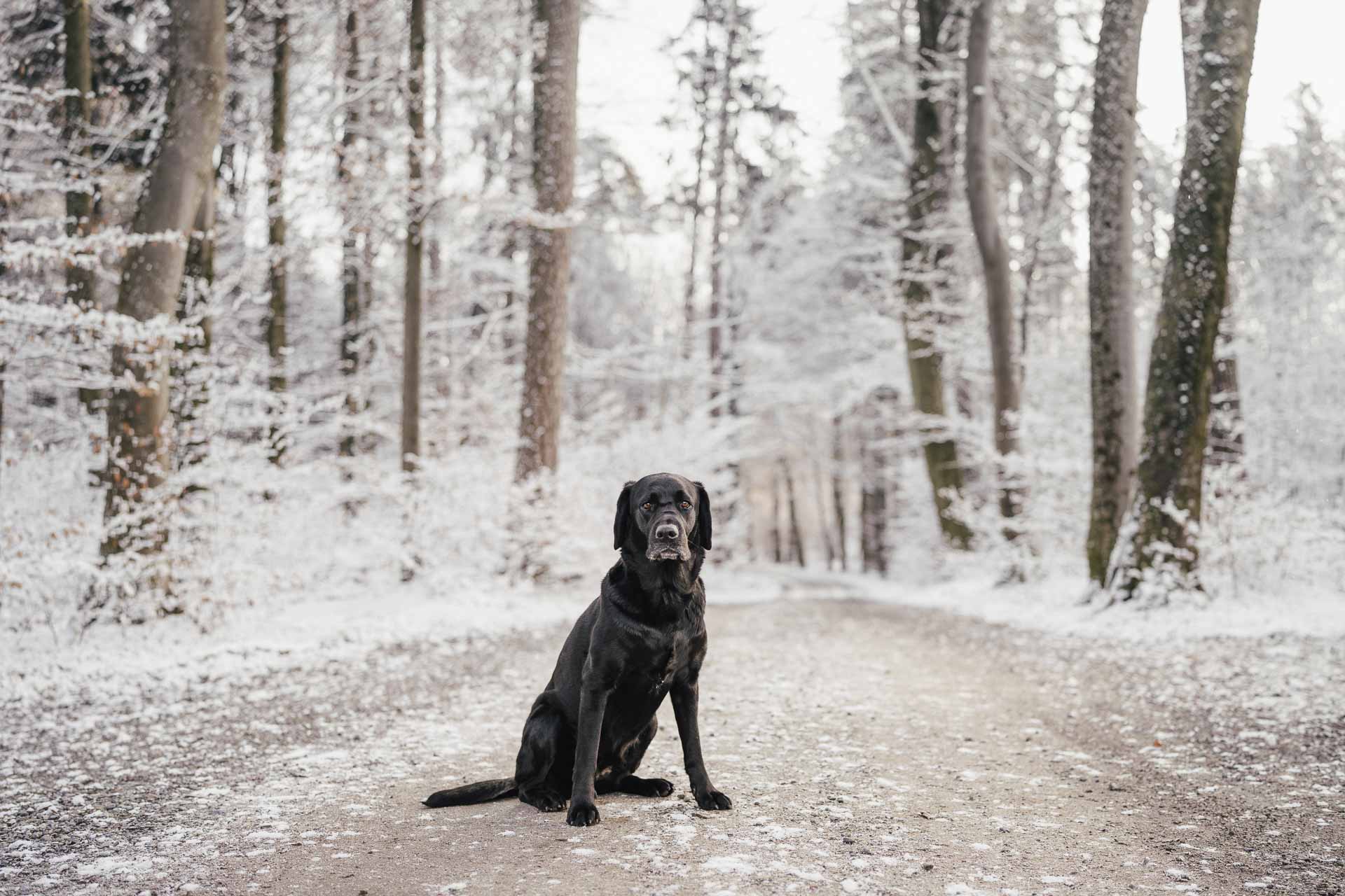 Hundefotografie_Tierfotografie-1